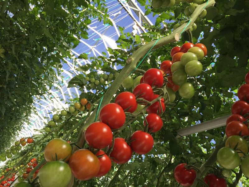 Local Vendor Spotlight: Introducing MightyVine Tomatoes!