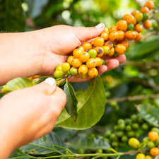 Increased crop diversification to mitigate climate & market risks with an emphasis on sustainable land use.