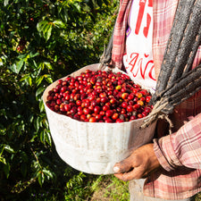 Financial support for Cosecha Mujer, a bakery that is managed by the 223 female cooperative members.