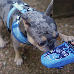 Blue Heeler Dog Toy